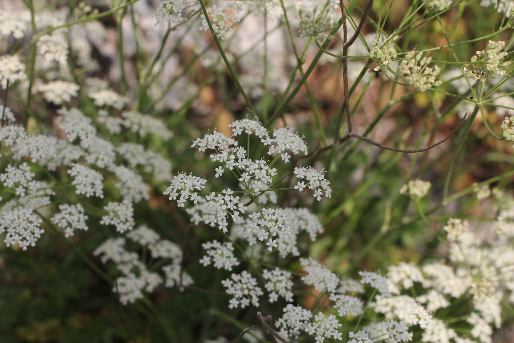 Pimpinella tragium / Tragoselino rupestre